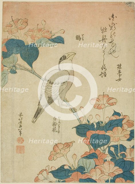 Japanese Grosbeak and Marvel of Peru (Ikaru, oshiroi no hana), from an untitled series...c. 1834. Creator: Hokusai.