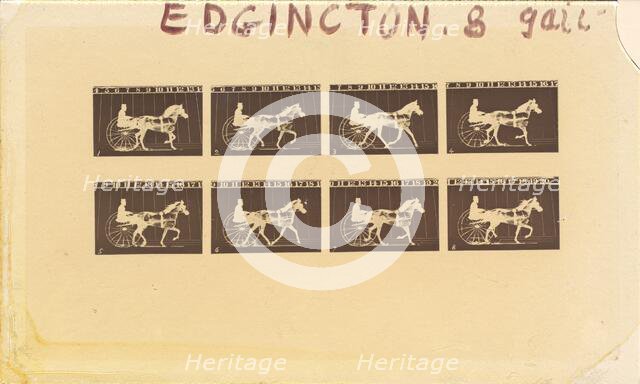Internegative for Horses. Trotting. Abe Edgington. No. 28, 1878. Creator: Eadweard J Muybridge.