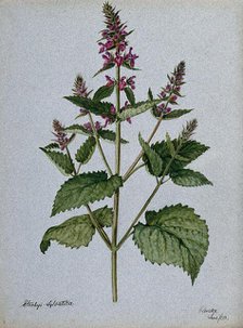 Betony (Stachys officinalis): flowering stem, 1903. Creator: Unknown.