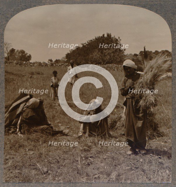 'Ruth gleaning in the Fields of Boaz', c1900. Artist: Unknown.