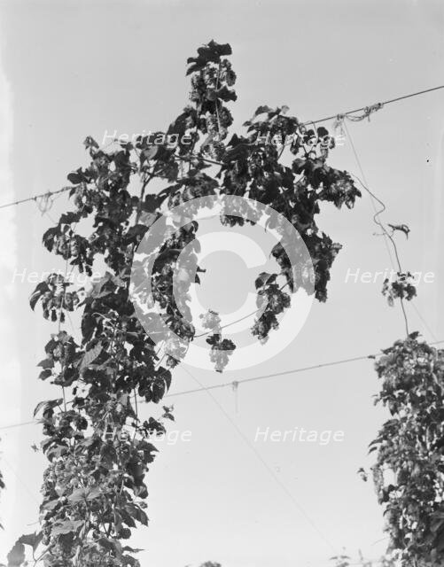 Hop vine at picking time, near Independence, Polk County, Oregon, 1939. Creator: Dorothea Lange.