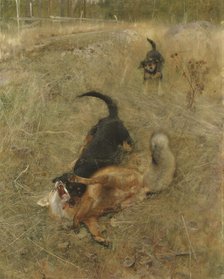 Swedish Foxhound and Fox, 1885. Creator: Bruno Liljefors.