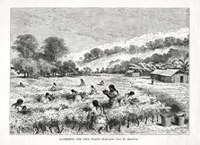 'Gathering the Coca Plant (Erythroxylum coca) in Bolivia', 1877. Artist: Unknown