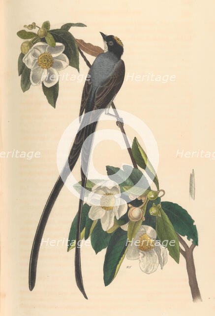 Fork-tailed Flycatcher, Gordonia lasianthus, 1840-44. Creator: John T. Bowen.