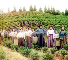 Group of workers harvesting tea, Greek women [Chakva], between 1905 and 1915. Creator: Sergey Mikhaylovich Prokudin-Gorsky.