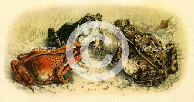 'Common Frogs', 1908, (1943).  Creator: Unknown.