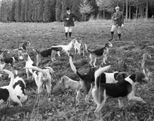Hunting with beagles, c1960s.
