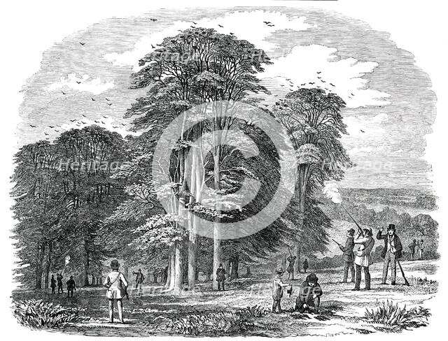 Rook-Shooting in Penshurst Park, 1850. Creator: Unknown.
