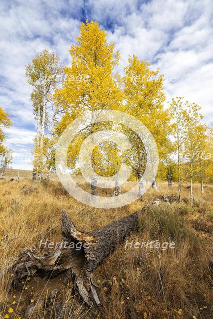 Endless Autumn. Creator: Joshua Johnston.