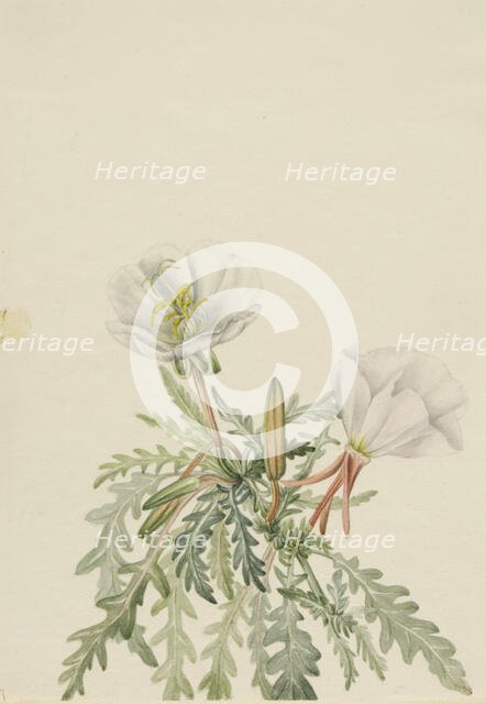 White Dawnrose (Pachyloplus marginatus), n.d. Creator: Mary Vaux Walcott.