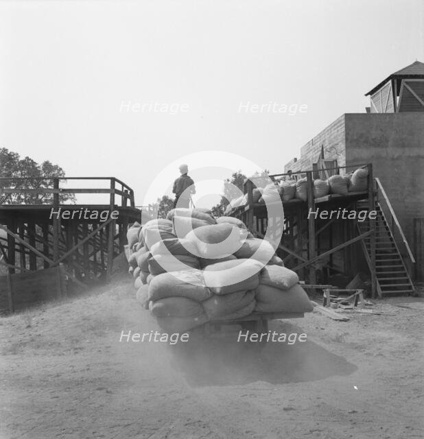 Hop, transported from field to kiln, near Grants Pass, Josephine County, Oregon, 1939. Creator: Dorothea Lange.