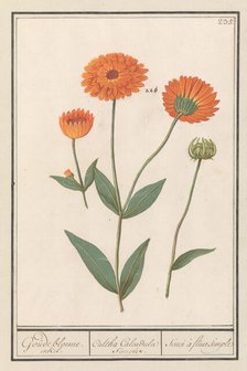 Marigold (Calendula), 1596-1610. Creators: Anselmus de Boodt, Elias Verhulst.