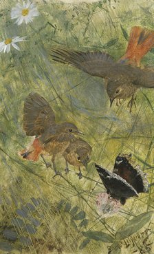Redstarts and Butterflies. Five studies in one frame, NM 2223-2227, 1885. Creator: Bruno Liljefors.