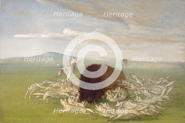 White Wolves Attacking a Buffalo Bull, 1832-1833. Creator: George Catlin.