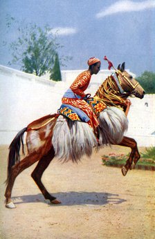 An Arab dancing horse, Udaipur, India, 1922.Artist: Herbert Ponting