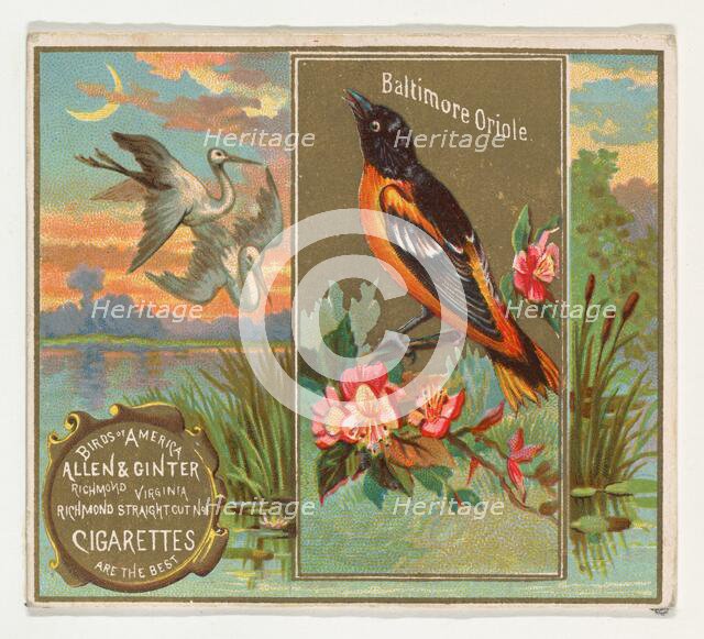 Baltimore Oriole, from the Birds of America series (N37) for Allen & Ginter Cigarettes, 1888. Creator: Allen & Ginter.