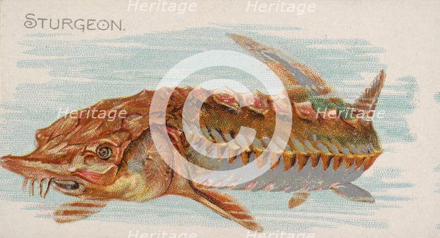 Sturgeon, from the Fish from American Waters series (N8) for Allen & Ginter Cigarettes Bra..., 1889. Creator: Allen & Ginter.