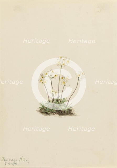 Sweet Androsace (Androsace carinata), 1916. Creator: Mary Vaux Walcott.