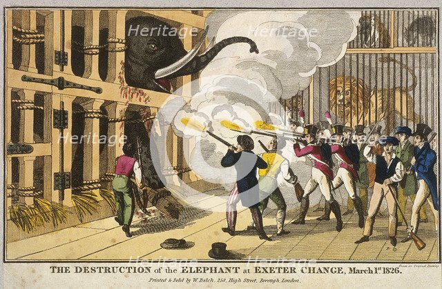 'Destruction of the furious elephant at Exeter Change', 1826. Artist: Anon