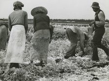 African American migrant laborers cutting celery, Belle Glade, Florida, January 1941. Creators: Farm Security Administration, Marion Post Wolcott.