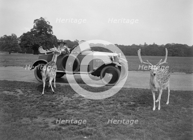 Woman in a BSA car feeding a deer in Richmond Park, Surrey, c1920s. Artist: Bill Brunell.