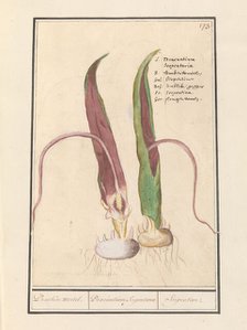 Common Dracunculus, 1596-1610. Creators: Anselmus de Boodt, Elias Verhulst.