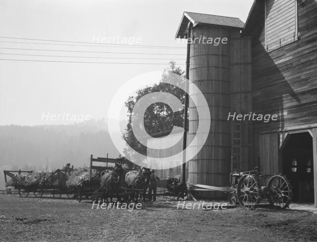 Yard of one of the eight cooperating farmers..., near West Carlton, Yamhill Country, Oregon, 1939. Creator: Dorothea Lange.
