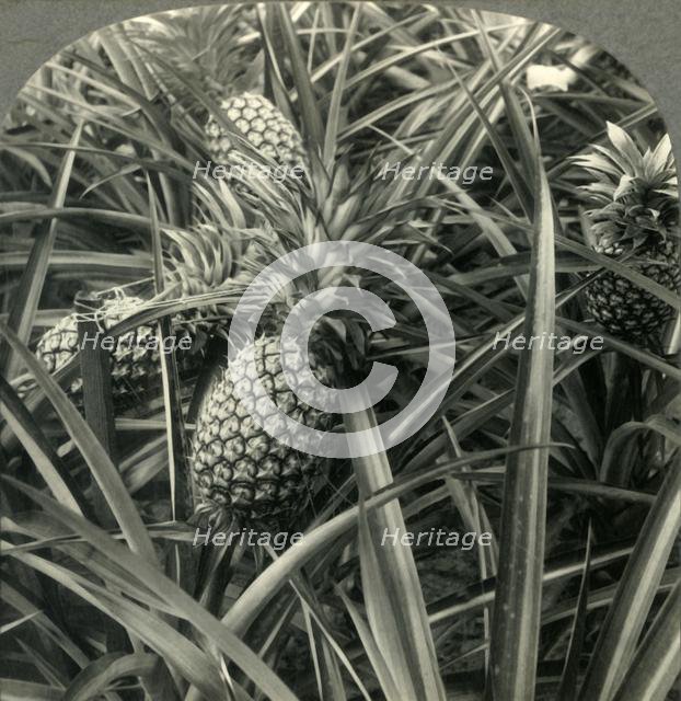 'Hawaiian Pineapple, "the King of Fruits", Ready for Picking', c1930s. Creator: Unknown.