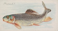 Mullet, from the Fish from American Waters series (N8) for Allen & Ginter Cigarettes Brands, 1889. Creator: Allen & Ginter.