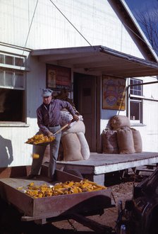 Man shovelling ears of dried corn from wagon through feed store window, 1942 or 1943. Creator: John Vachon.