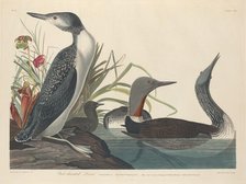 Red-throated Diver, 1834. Creator: Robert Havell.