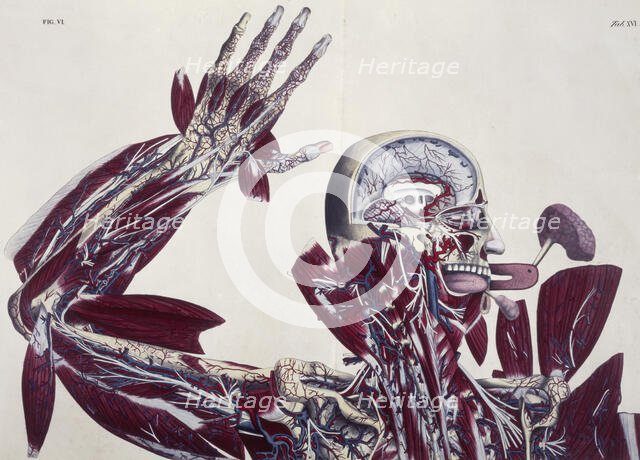 Anatomical drawing, c1825. Creator: Unknown.