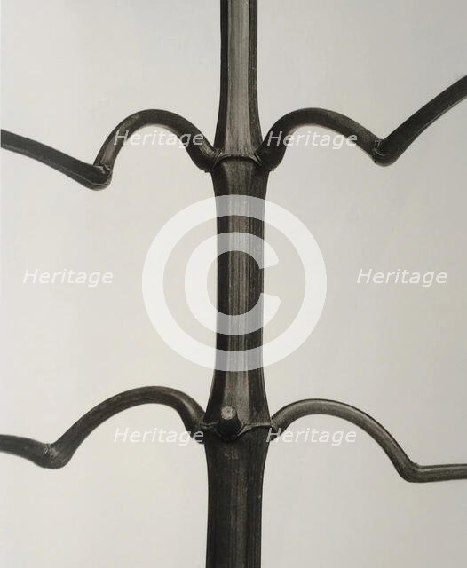 Impatiens glandulifera. From: Urformen der Kunst (Art Forms in Nature), 1928. Creator: Blossfeldt, Karl (1865-1932).