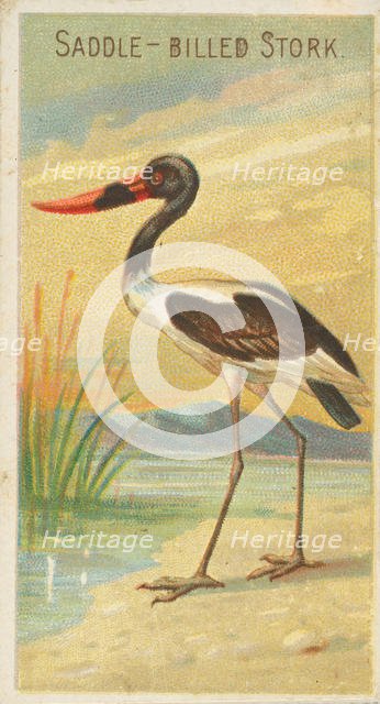 Saddle-Billed Stork, from the Birds of the Tropics series (N5) for Allen & Ginter Cigarett..., 1889. Creator: Allen & Ginter.