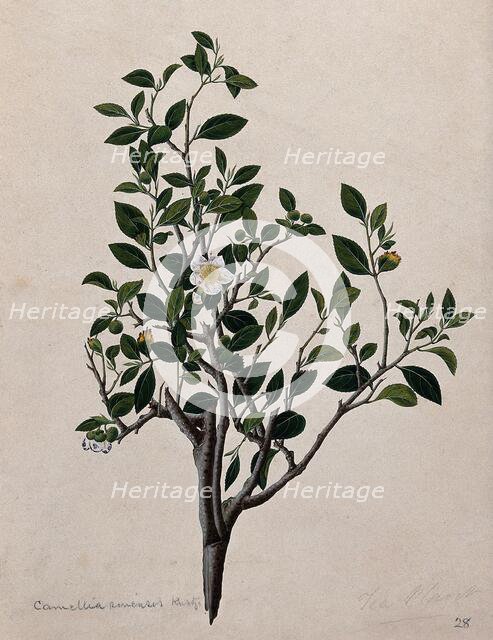 Tea plant (Camellia sinensis): flowering stem. Creator: Unknown.