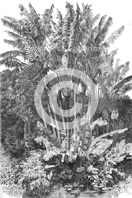 'Ravenal Trees; A Birds-eye View of Madagascar', 1875. Creator: M.D Charnay.
