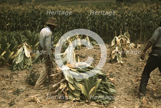 Cutting Burley tobacco and putting it on sticks to wilt...on the Russell Spears' farm, Ky., 1940. Creator: Marion Post Wolcott.