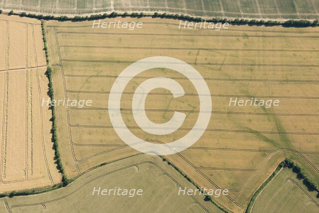 Crop marks, Wistow, Cambridgeshire, 2015. Creator: Damian Grady.
