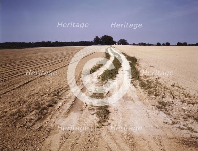 Bean field under cultivation, Seabrook Farm, Bridgeton, N.J., 1942[?]. Creators: Marion Post Wolcott, John Collier.