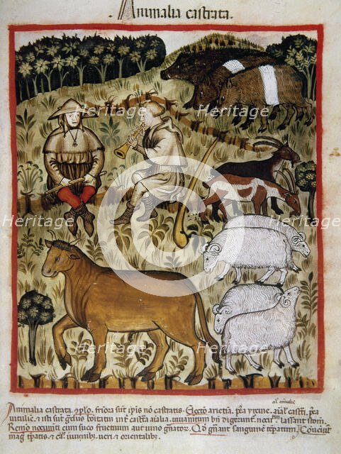 Shepherds and cattle, 14th century.  Creator: Unknown.
