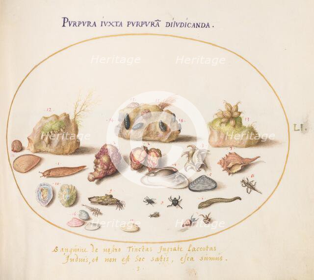 Animalia Aqvatilia et Cochiliata (Aqva): Plate LI, c. 1575/1580. Creator: Joris Hoefnagel.