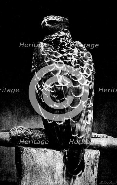 Martial Hawk Eagle, 1895. Creator: Robert Gambier Bolton.