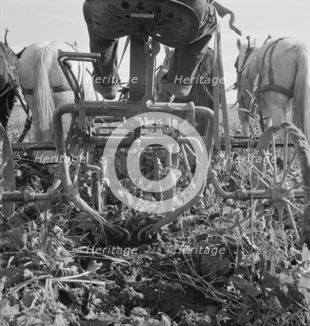 Sugar beet lifter in older settler's field..., near Ontario, Malheur County, Oregon, 1939. Creator: Dorothea Lange.