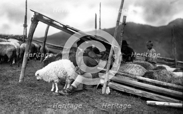 Sheep farming, Bistrita Valley, Moldavia, north-east Romania, c1920-c1945. Artist: Adolph Chevalier