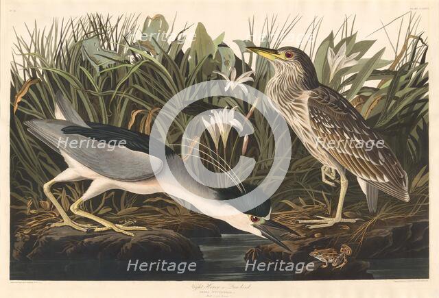 Night Heron or Qua bird, 1835. Creator: Robert Havell.