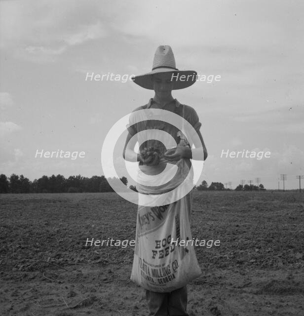 Farm boy with sack full of boll weevils...off of cotton plants, Macon County, Georgia, 1937. Creator: Dorothea Lange.