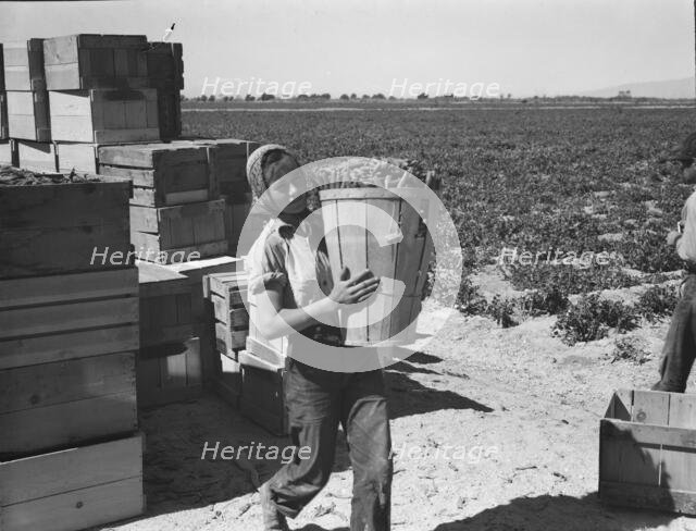 Pea picker, Imperial Valley, California, 1939. Creator: Dorothea Lange.