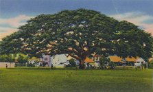 'Spreading Samoan Tree, Trinidad, B.W.I.', c1940s. Creator: Unknown.