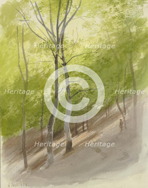 Forest slope, 1856. Creator: Carl Theodor Reiffenstein.