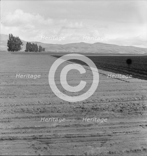 Freshly-plowed sugar beet field near King City, scale of farm operations in California, 1936. Creator: Dorothea Lange.